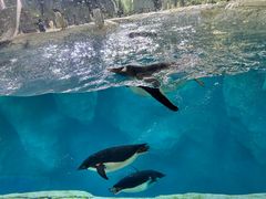 -珠海长隆海洋王国