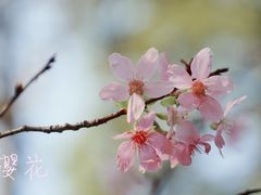 -桃花涧