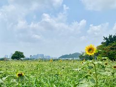 -光明小镇欢乐田园