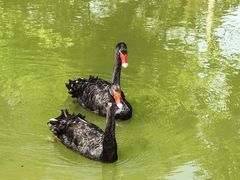-鹅湖玫瑰文化园