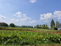 -洪湖生态旅游区