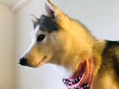 桃心-Husky Go! 哈士奇体验馆·宠物咖啡厅狗咖