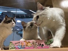 -屋虎猫馆(宝安大仟里店)