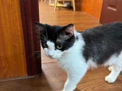 -楼上猫咖(罗湖店)