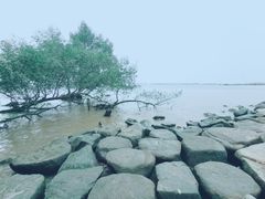 -宝安西湾红树林湿地公园