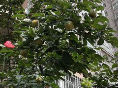 -小杨烤肉(朱雀店)