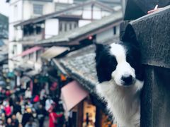 -磁器口古镇