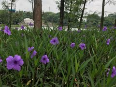-东莞植物园