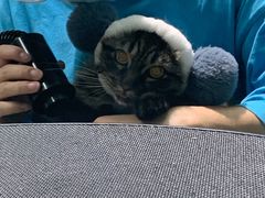 -老吴的猫·猫舍(新区店)