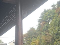 -天目山大树王景区