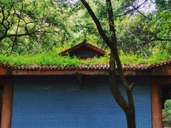 -南山植物园