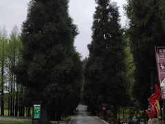 -武陵山森林公园