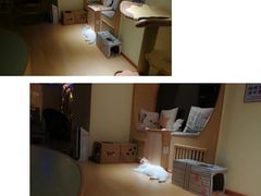 -猫和宫(六道口店)