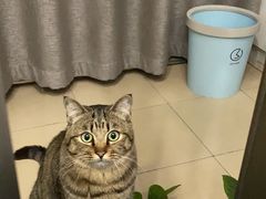 -十年猫舍·猫咪专门店(普陀店)