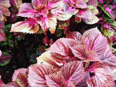 -回龙观体育文化公园