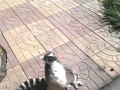 android_upload_pic-石家庄市动物园