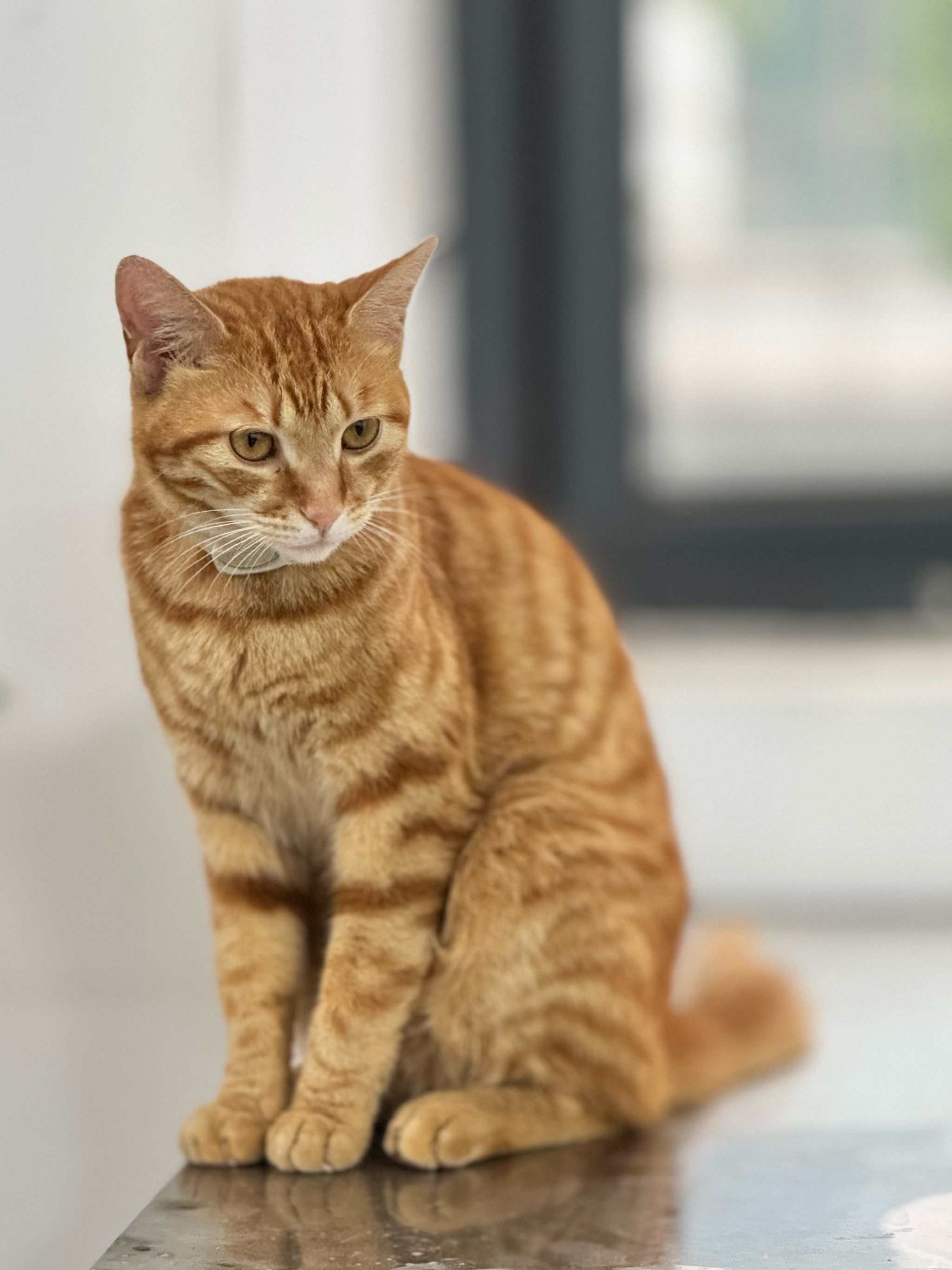 橘猫悠闲午后
