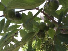 丫丫蟹庄农家乐-丫丫蟹庄·苏式园林农家乐·阳澄湖大闸蟹(阳澄湖莲花岛店)