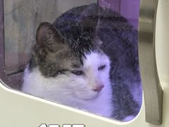 -瑞鹏宠物医院·骨科·猫科·内科(第一中心)