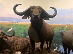 -美国自然历史博物馆