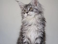 -lincat·猫舍(广州店)