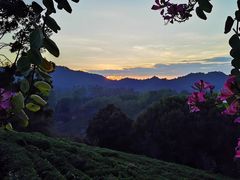 -雁南飞茶田景区