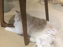 -藏猫猫咖啡主题馆(中央大道店)
