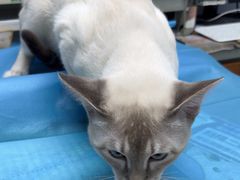 -纳吉亚猫专科动物诊疗中心(蒋宅口分院)