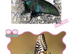 -上海大自然野生昆虫馆