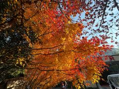 -大宁郁金香公园-停车场