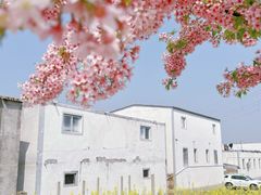 -古柏渡丰乐樱花园