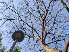 -扬州大运河文化旅游度假区·盆景园