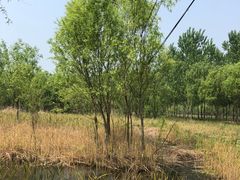 -微山湖红荷湿地景区