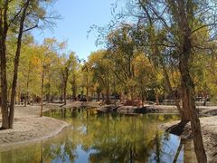 -金塔沙漠胡杨林景区