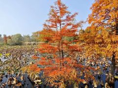 -溱湖国家湿地公园