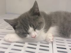 -lincat·猫舍(广州店)