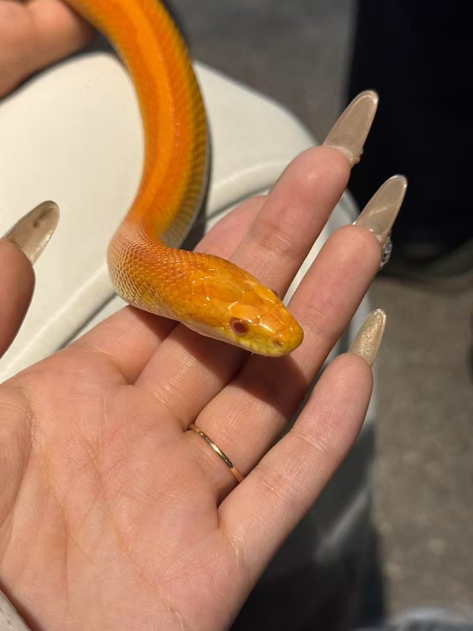 撸蛇体验,与黄金小蛇的亲密接触!