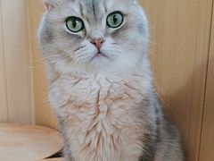 -MOCHA明星猫咖(田子坊店)