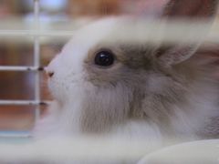 -宠物兔专门店(天丰利市场店)