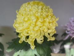-杭州植物园