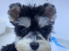 -关爱宠物医院·猫科中心·消化科(滨湖万达分院)