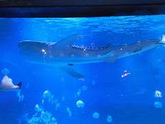 -烟台海昌鲸鲨海洋公园
