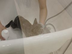 -momokira米努特·德文卷毛猫·棉花面纱犬