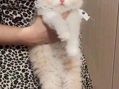 -欣宠猫屋·矮脚拿破仑·蓝金金渐层