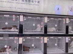-翊宠yipet猫狗购宠庄园犬舍•猫舍