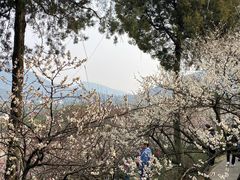 -香雪海
