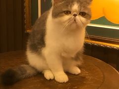 -more than meow吴止猫主题餐厅(承德 中船汇店)