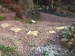 -麒麟中餐厅·经典粤菜·地道菜式老字号(广州长隆酒店)