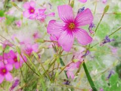 -合肥滨湖国家森林公园