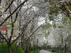 -上海财经大学(国定路校区)